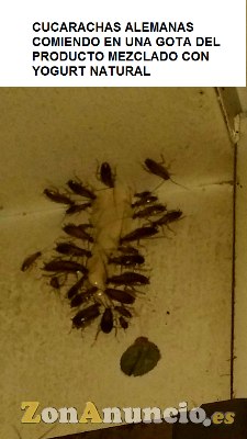Polvo insecticida para cucarachas por ingestion